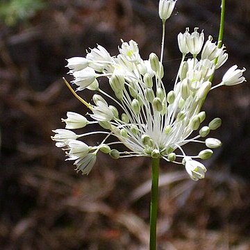 Allium flavum subsp. flavum unspecified picture