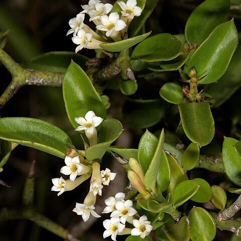 Carissa haematocarpa unspecified picture