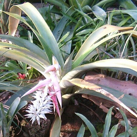Aechmea mcvaughii unspecified picture