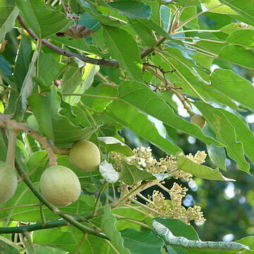 Aleurites unspecified picture