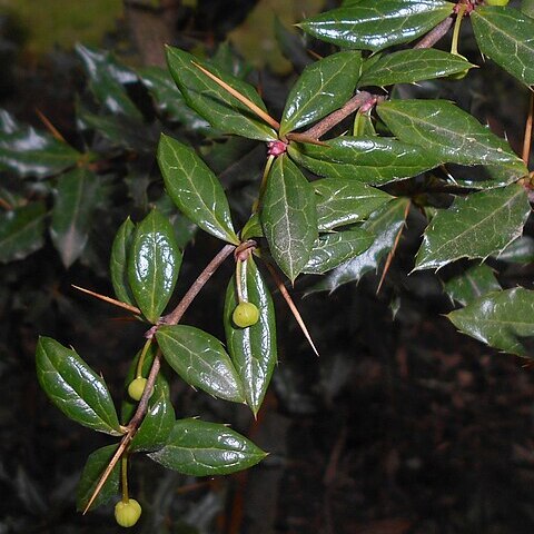 Berberis candidula unspecified picture