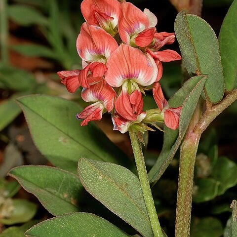 Indigofera oxalidea unspecified picture