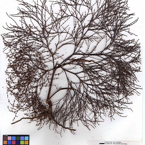 Eriogonum mohavense unspecified picture