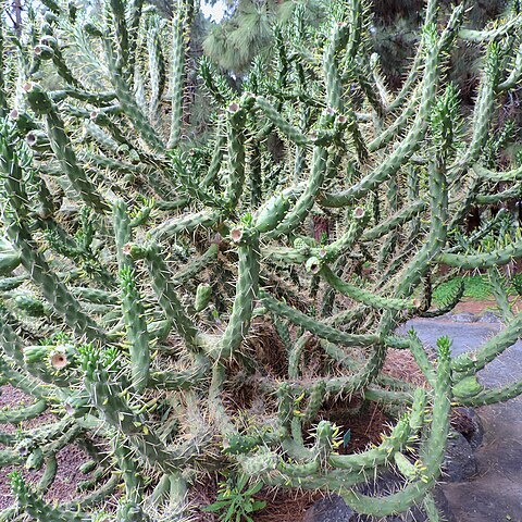 Austrocylindropuntia unspecified picture