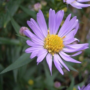 Asteraceae unspecified picture