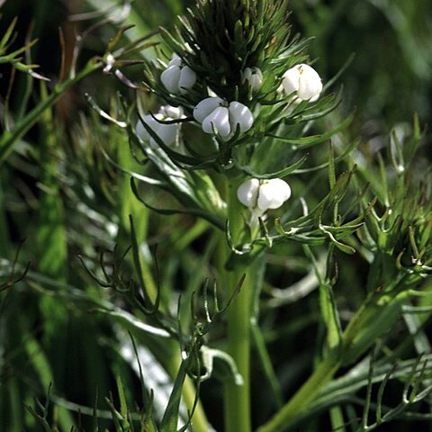 Triphysaria versicolor unspecified picture