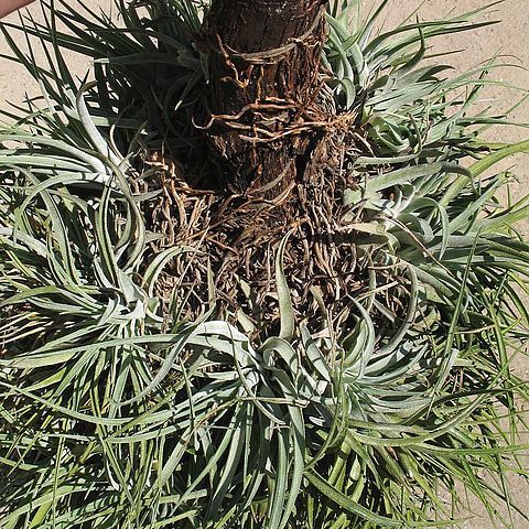 Tillandsia kammii unspecified picture