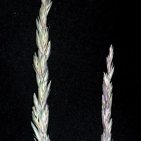 Leymus triticoides unspecified picture