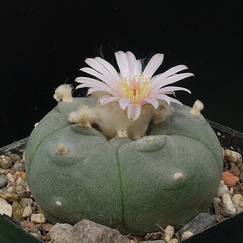 Lophophora williamsii unspecified picture