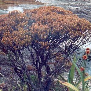 Bonnetiaceae unspecified picture