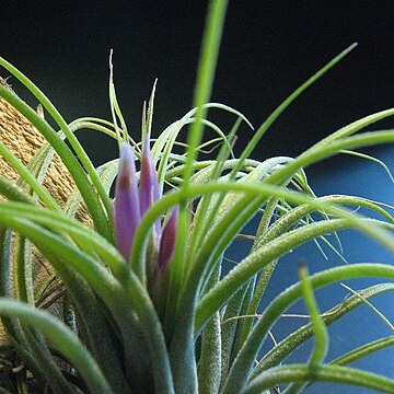 Tillandsia kolbii unspecified picture
