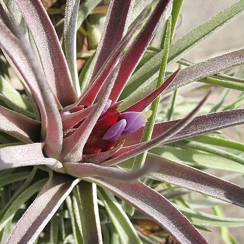 Tillandsia kammii unspecified picture