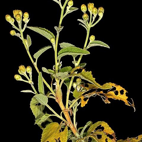 Anisopappus unspecified picture