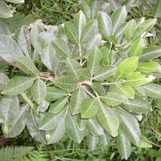 Melicope micrococca unspecified picture