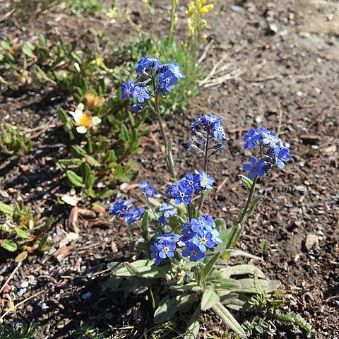 Myosotis asiatica unspecified picture