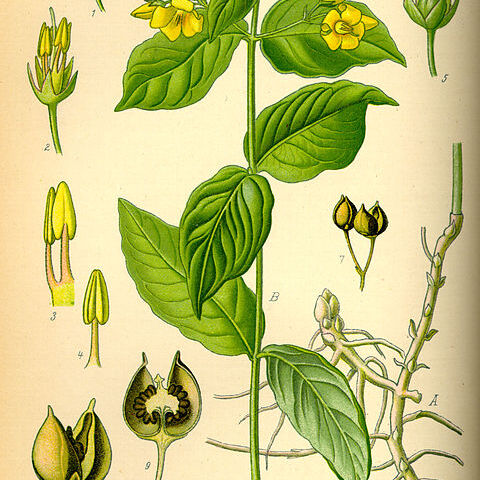 Lysimachia unspecified picture