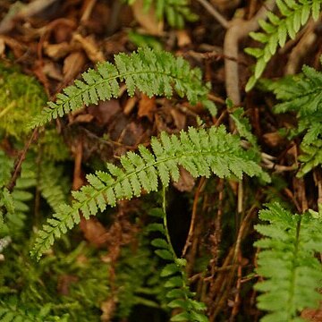 Monachosorum maximowiczii unspecified picture