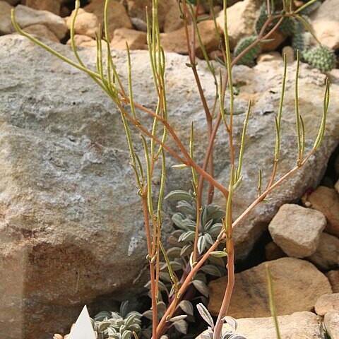 Peperomia hutchisonii unspecified picture