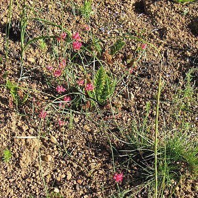 Microloma tenuifolium unspecified picture