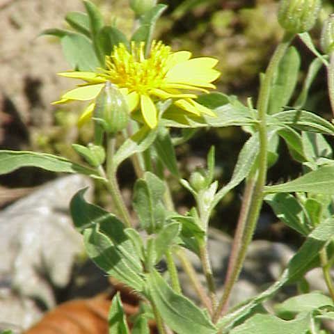Heterotheca rutteri unspecified picture