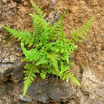 Pteridaceae unspecified picture