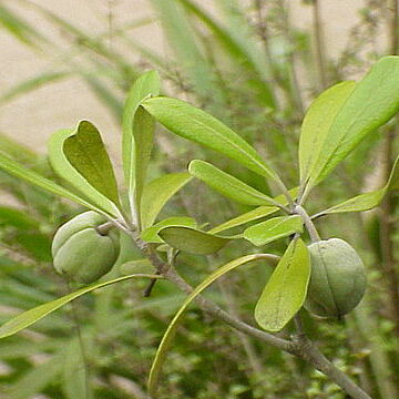 Pittosporaceae unspecified picture
