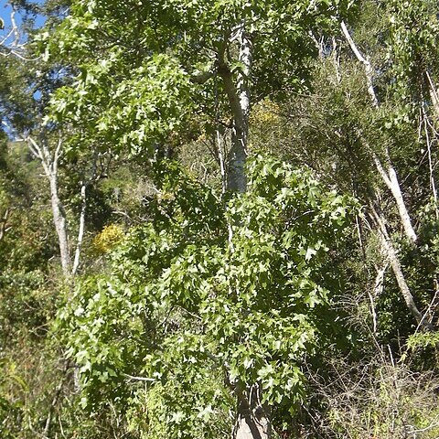 Brachychiton australis unspecified picture