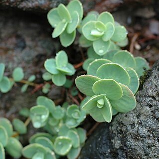 Hylotelephium ewersii unspecified picture