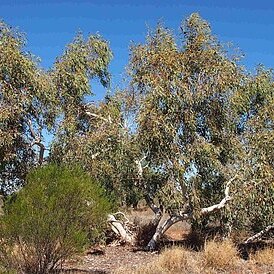 Eucalyptus intertexta unspecified picture