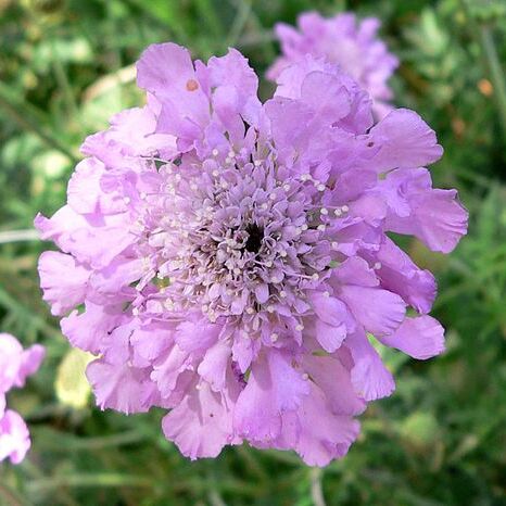 Scabiosa unspecified picture
