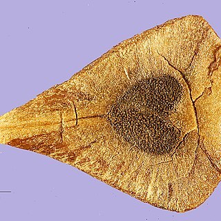 Aristolochia odoratissima unspecified picture
