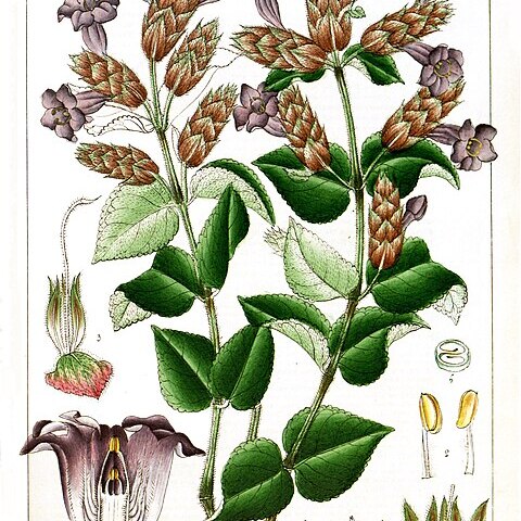 Strobilanthes sessilis unspecified picture