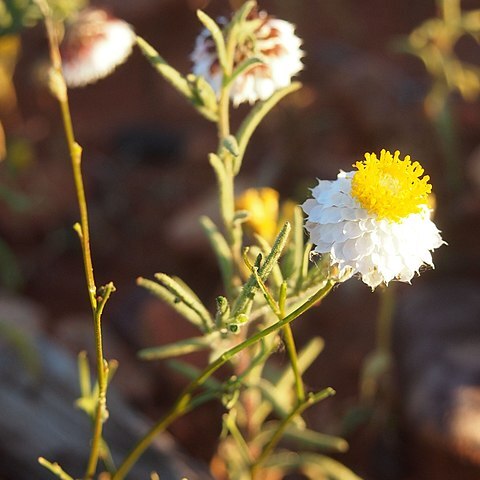 Waitzia fitzgibbonii unspecified picture