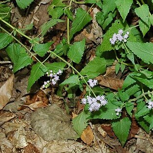 Fleischmannia unspecified picture