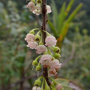 Diogenesia unspecified picture