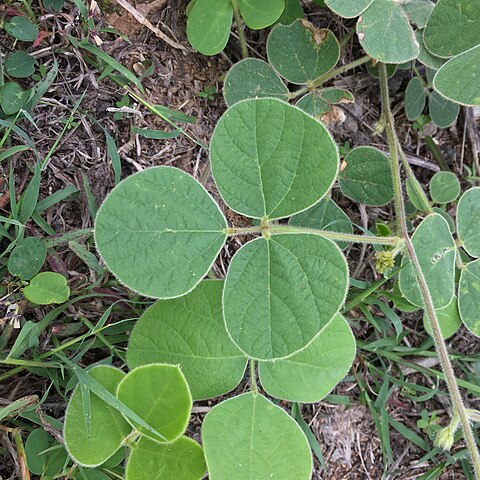 Macroptilium martii unspecified picture