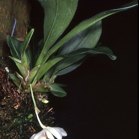 Stenia pastorellii unspecified picture