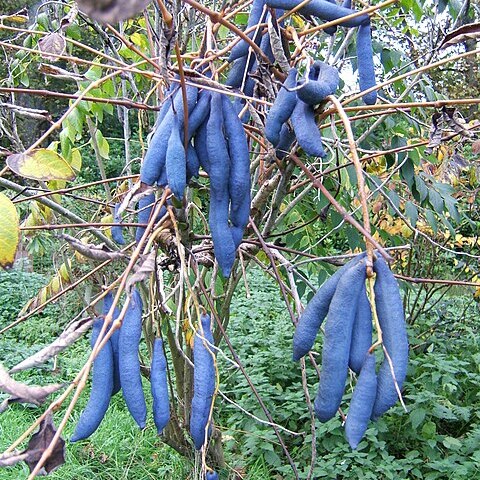 Decaisnea unspecified picture