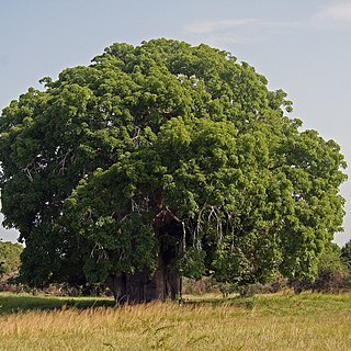 Adansonia unspecified picture