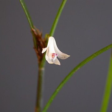 Scaphyglottis longicaulis unspecified picture