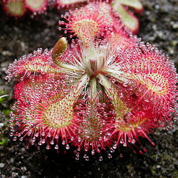 Drosera unspecified picture
