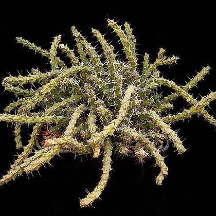 Euphorbia petricola unspecified picture