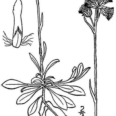 Antennaria howellii unspecified picture