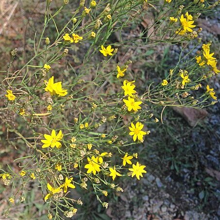 Amphiachyris unspecified picture