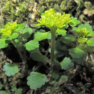 Chrysosplenium maximowiczii unspecified picture