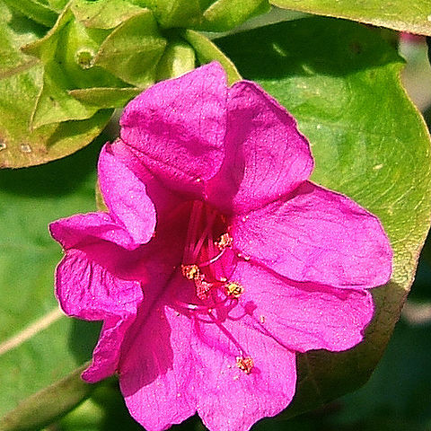 Mirabilis unspecified picture