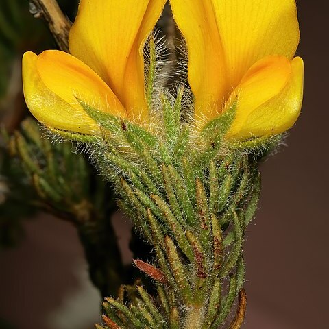 Aspalathus ciliaris unspecified picture