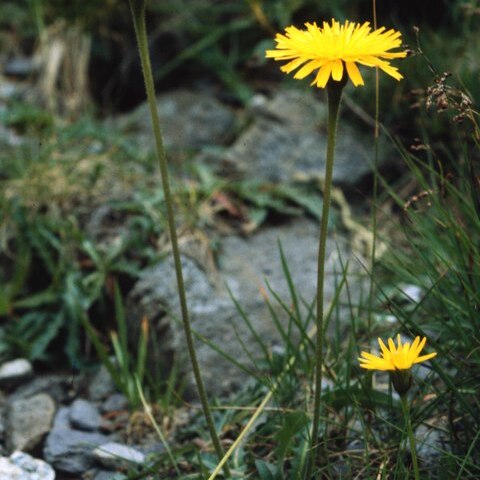 Leontodon unspecified picture