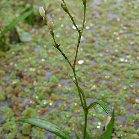 Polygonum praetermissum unspecified picture