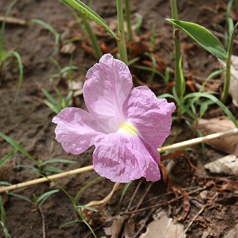 Kaempferia unspecified picture